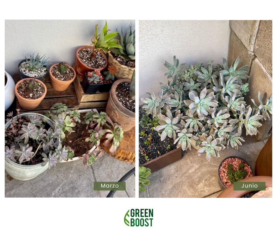 Green Boost Fertilizante 10 Litros
