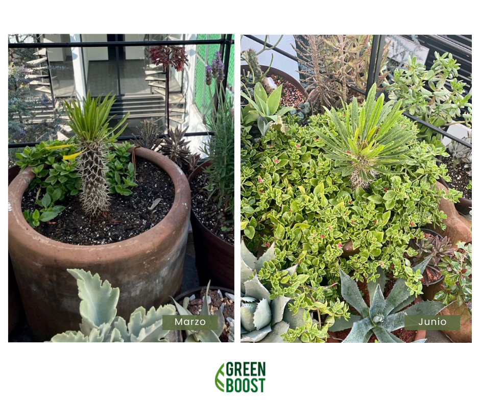 Green Boost 5 Litros