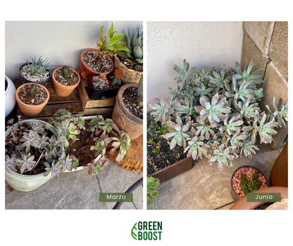 Green Boost 5 Litros